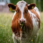 what is the highest livestock species in dawson county ga