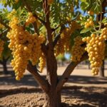 how often to water golden raisin tree albuquerque​