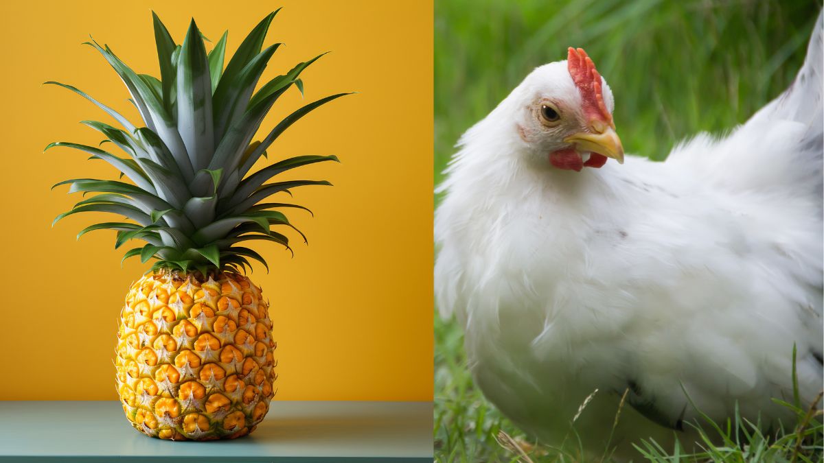 can chickens eat pineapple